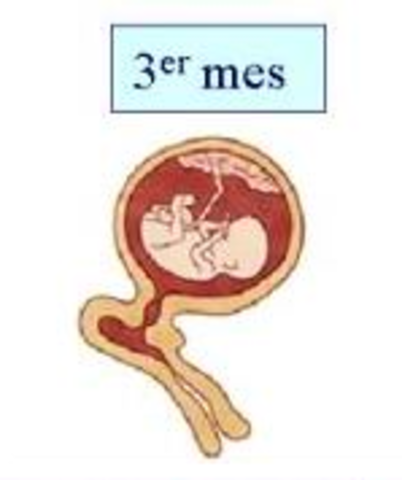 TERCER MES. SEMANA 12