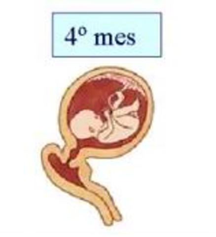 CUARTO  MES. SEMANA 16