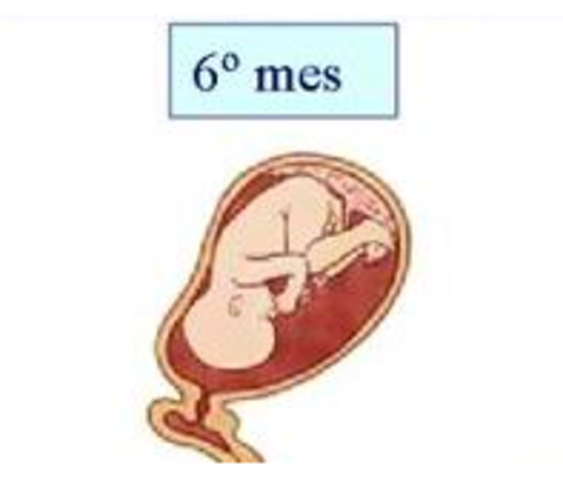 SEXTO MES. SEMANA 24
