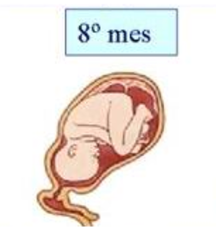 OCTAVO MES. SEMANA 32
