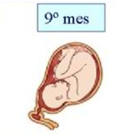 NOVENO MES. SEMANA 38