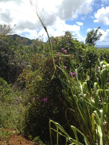 Climbing Where No One Dares to Go