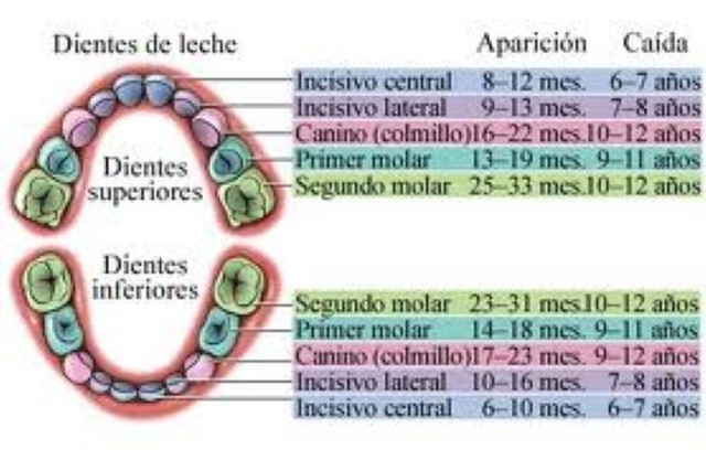 El crecimiento del rostro