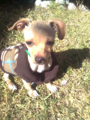 Mi primer perro llega