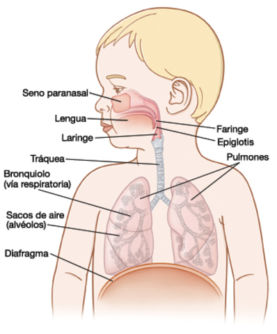 Sistema irespiratorio y sistema renal.