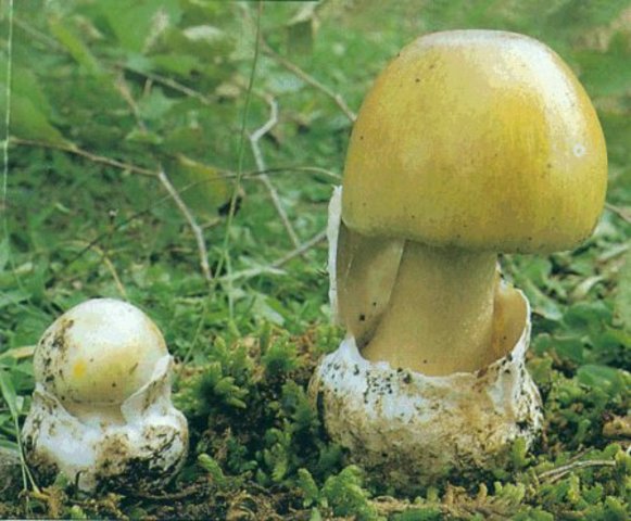 Use fungus as posion and as food.
