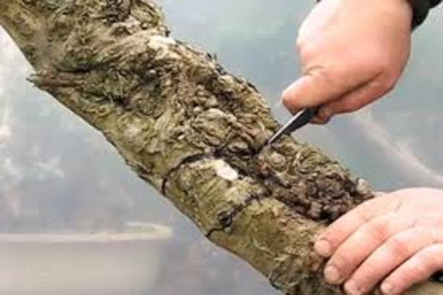 A Tree that Effected the Expedition