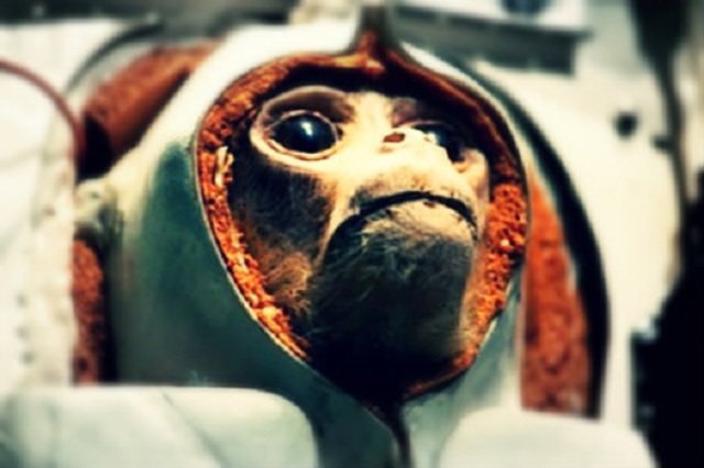 First monkey to survive flying into space