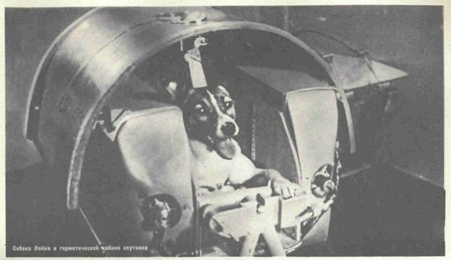 First dog in space