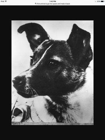The first animal to go to space