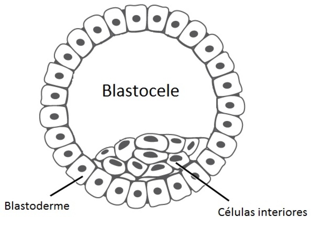 Formación del Blastocele