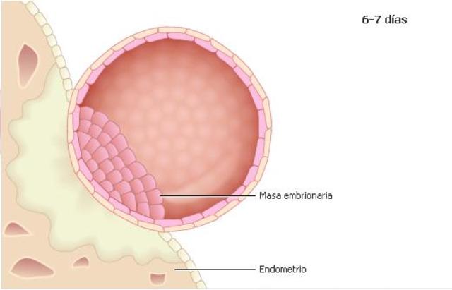 Implantación del blastocisto