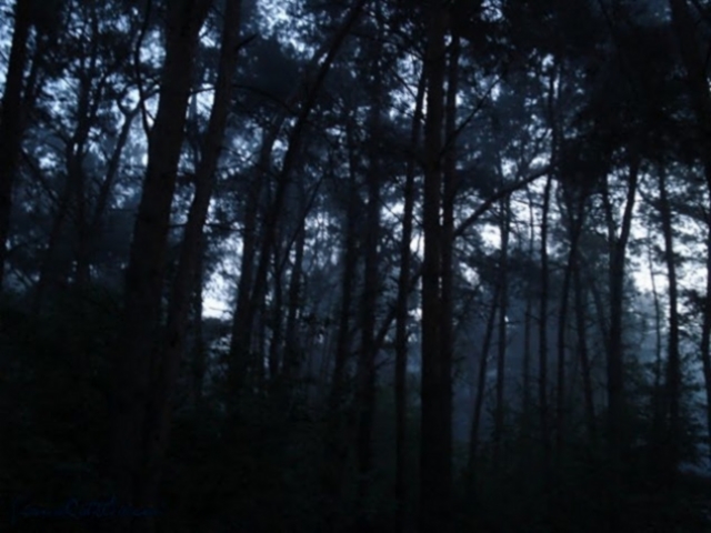 Filming - Forest Scene