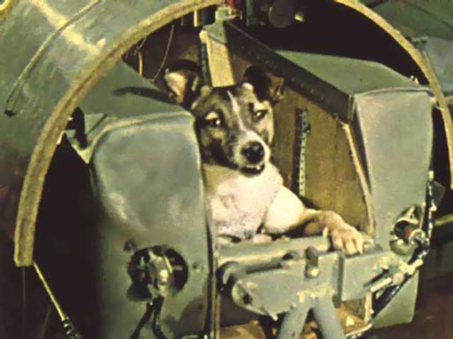 First Dog Sent To Space