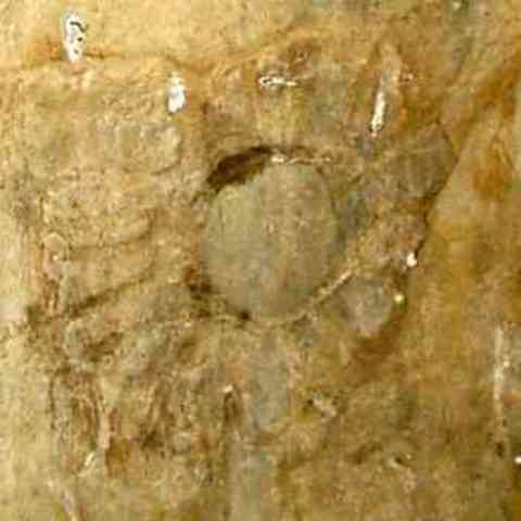 Bronce---Granja de Toriñuelo