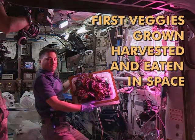 First food grown and eaten in space (lettuce)