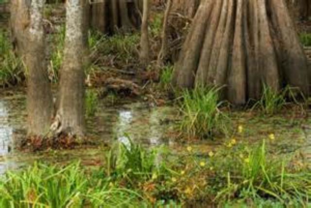 Plants affect the group