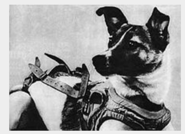 First animal in space