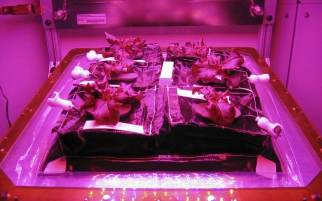 First food grown in space