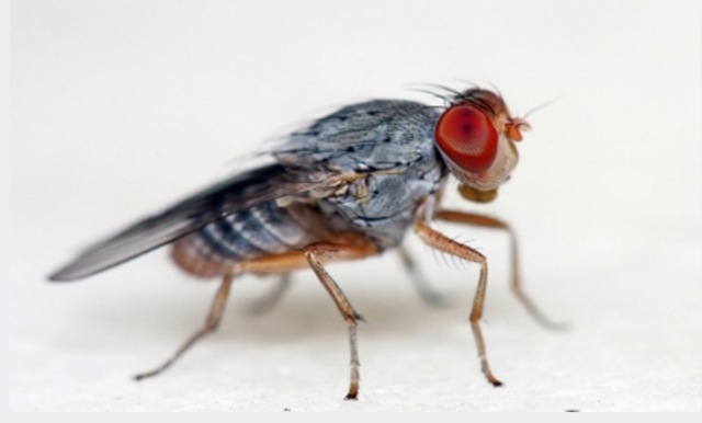 First animal in space