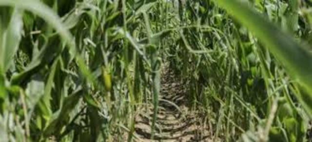 Valencia, España. Se realiza el Foro Mundial de Reforma Agraria (FMRA).