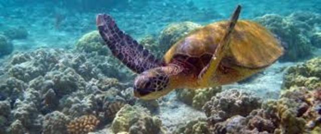 Convención sobre la Conservaciónde las Especies Migratorias de Animales Silvestres (CMS)