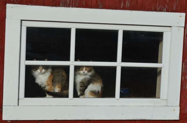 Got Nutmeg and Ginger