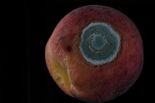 Dicover of penicilin