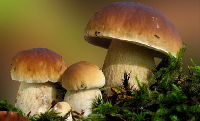 is a geat year for mushrooms