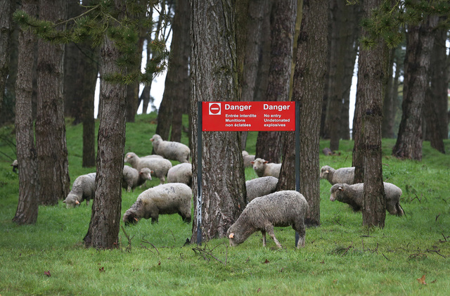 Sheep in a Mine Field