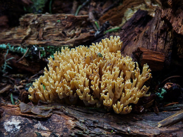 Description of fungi