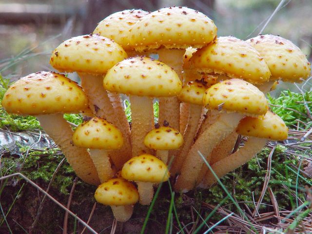 Is a great year for mushrooms