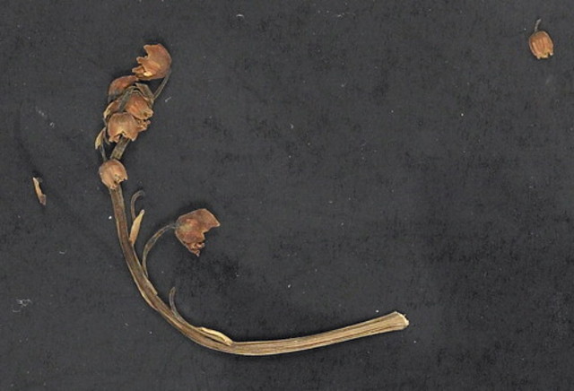 An Dried flower that William sent to his mother.