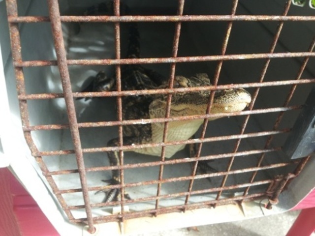 Maniscalso Expresses rage over lack of Invite to Rebublican Debate