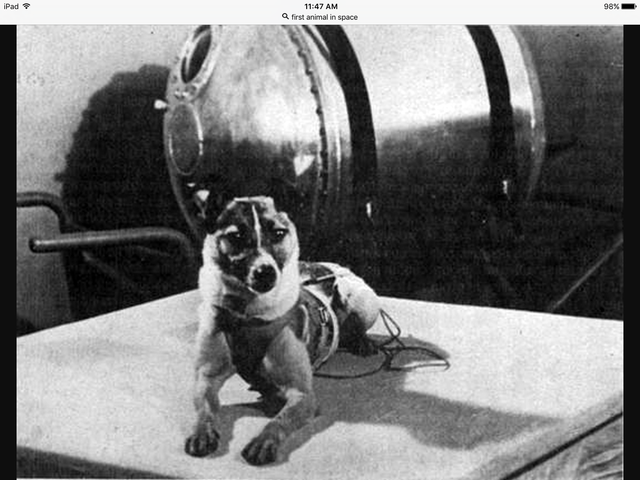 First dog sent into space.