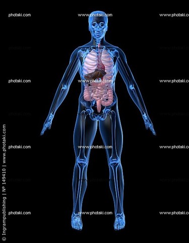 bachelor of anatomy and biology