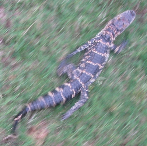 "Crazy Croc Strikes Again"