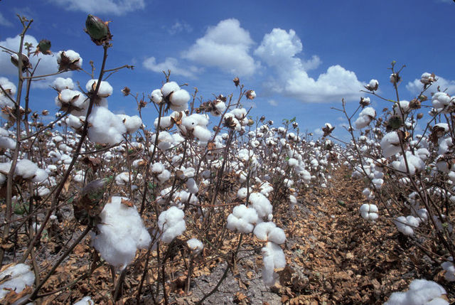 Cotton cultivation