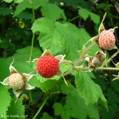 Collection of the Western Thimbleberry