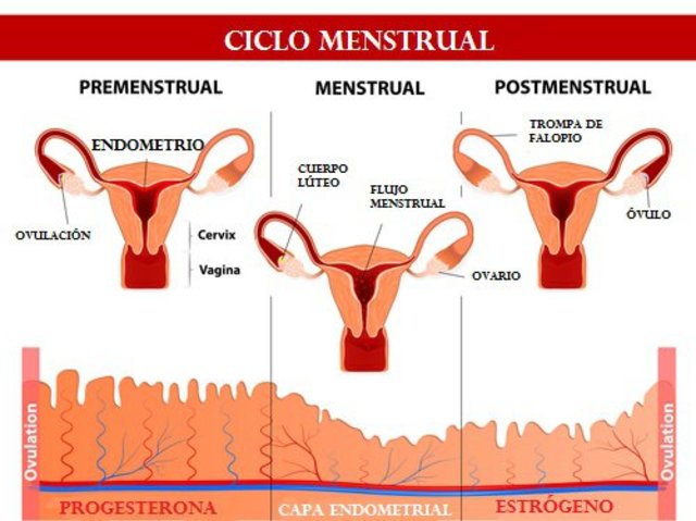 Ciclo menstrual femenino