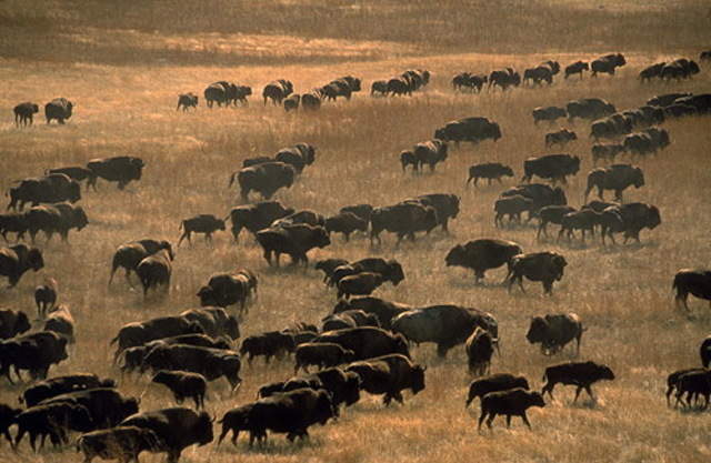 10,000 Buffalo are Spotted