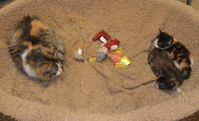 Got Cinnamon and Pepper