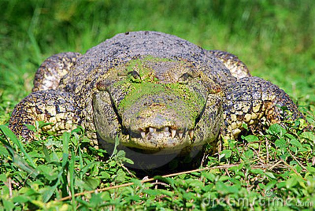 Maniscalco is up 78 Points