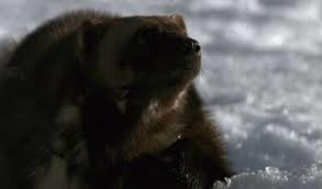 Begin study on North American mammals