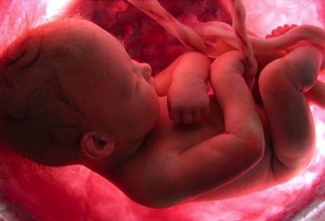 ETAPA DE ESARROLLO EMBRIONARIO FETAL