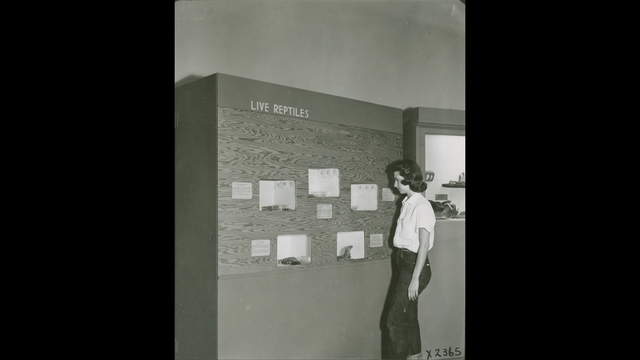 An early museum exhibition.