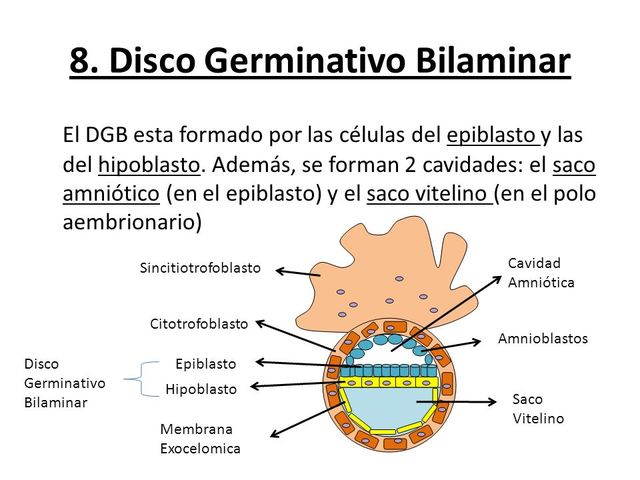 primera fase de desarrollo del embrión