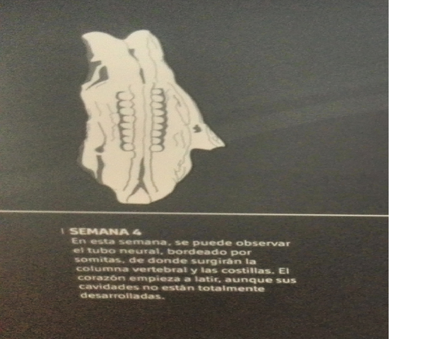 Desarrollo de la 4ta semana