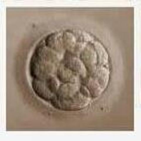 Día 4- Segmentación/mórula