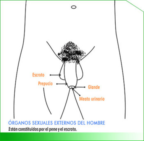 Organos sexuales